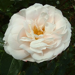 CHAMPAGNE MOMENT (floribunda)